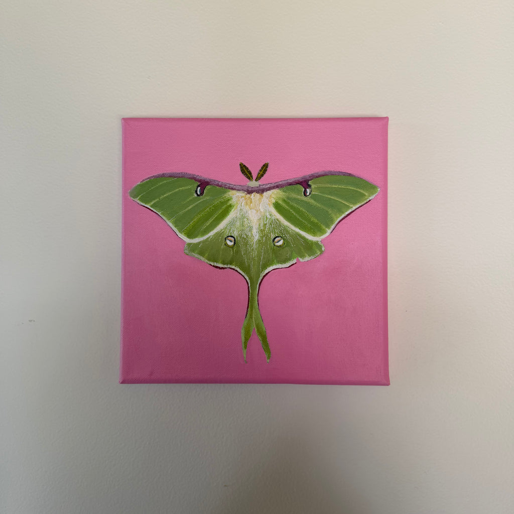 Luna Moth