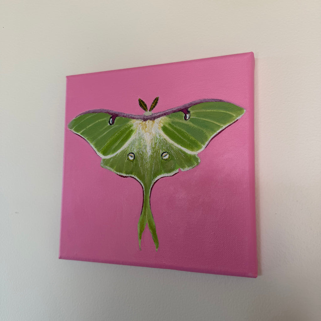 Luna Moth