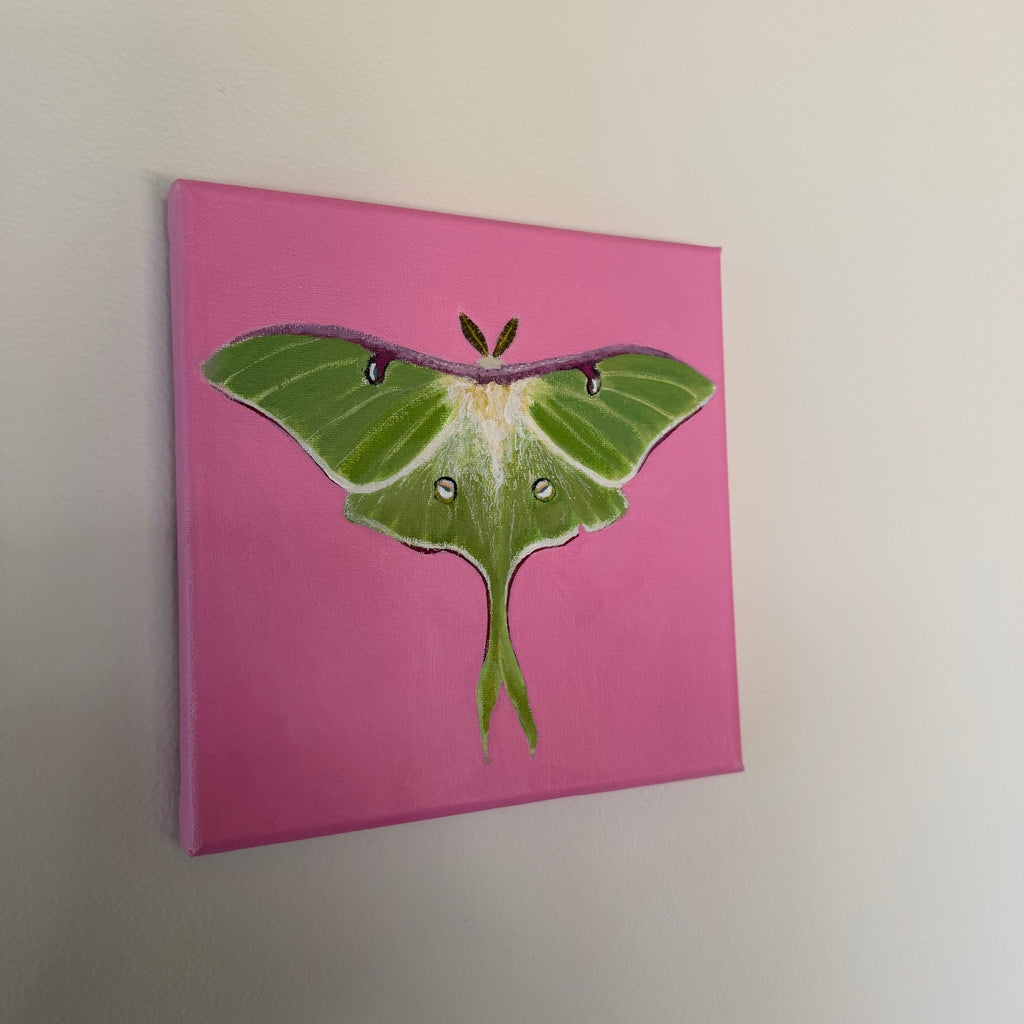 Luna Moth