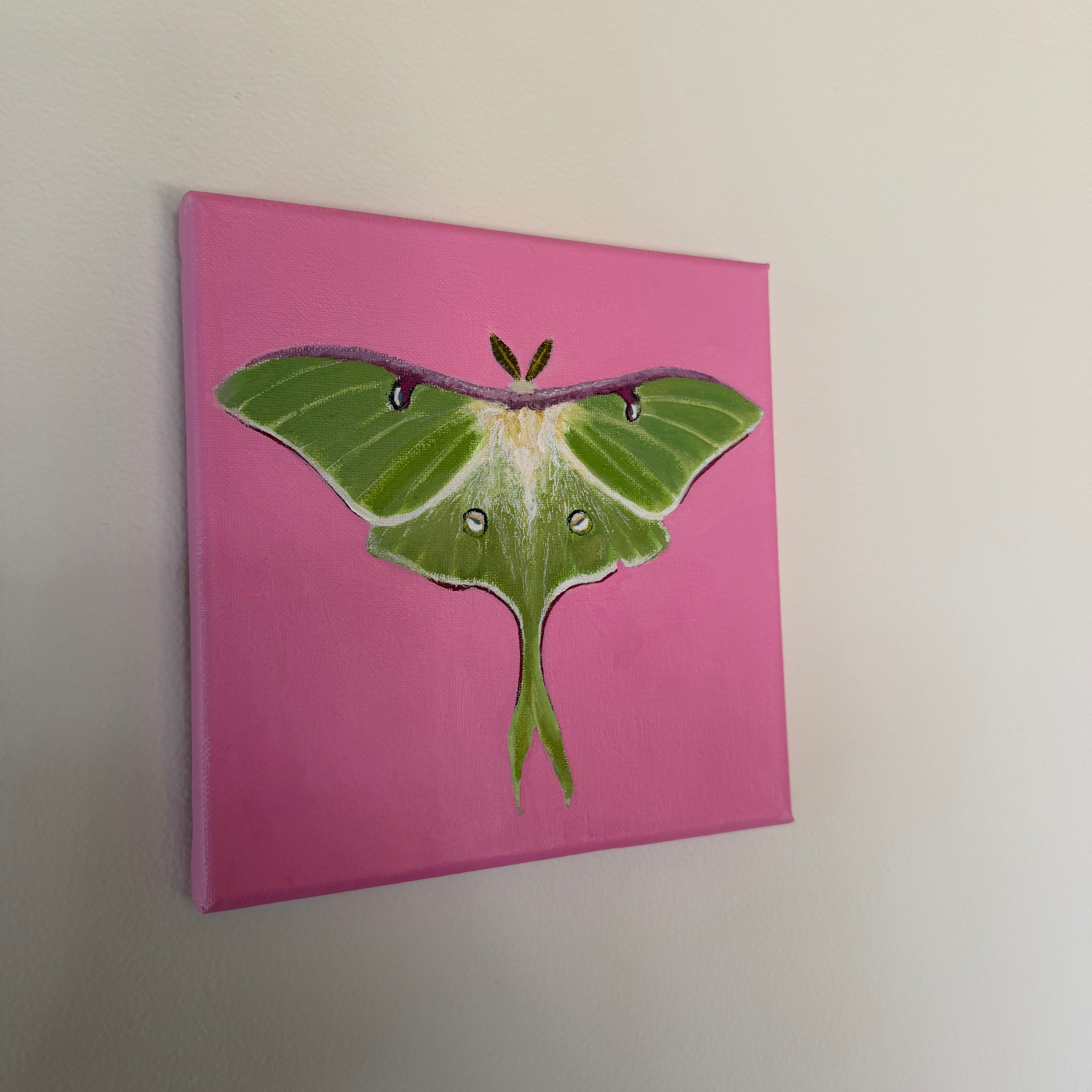 Luna Moth