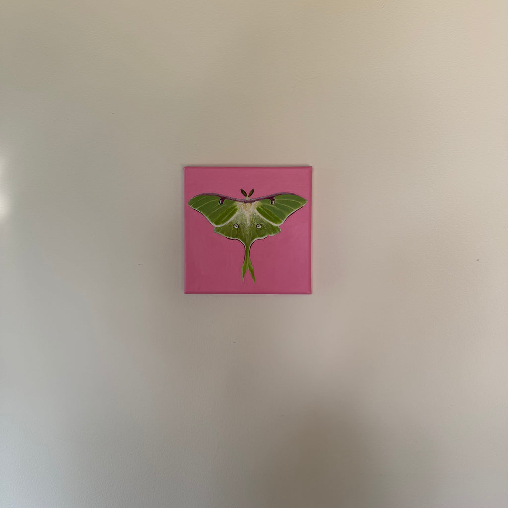 Luna Moth