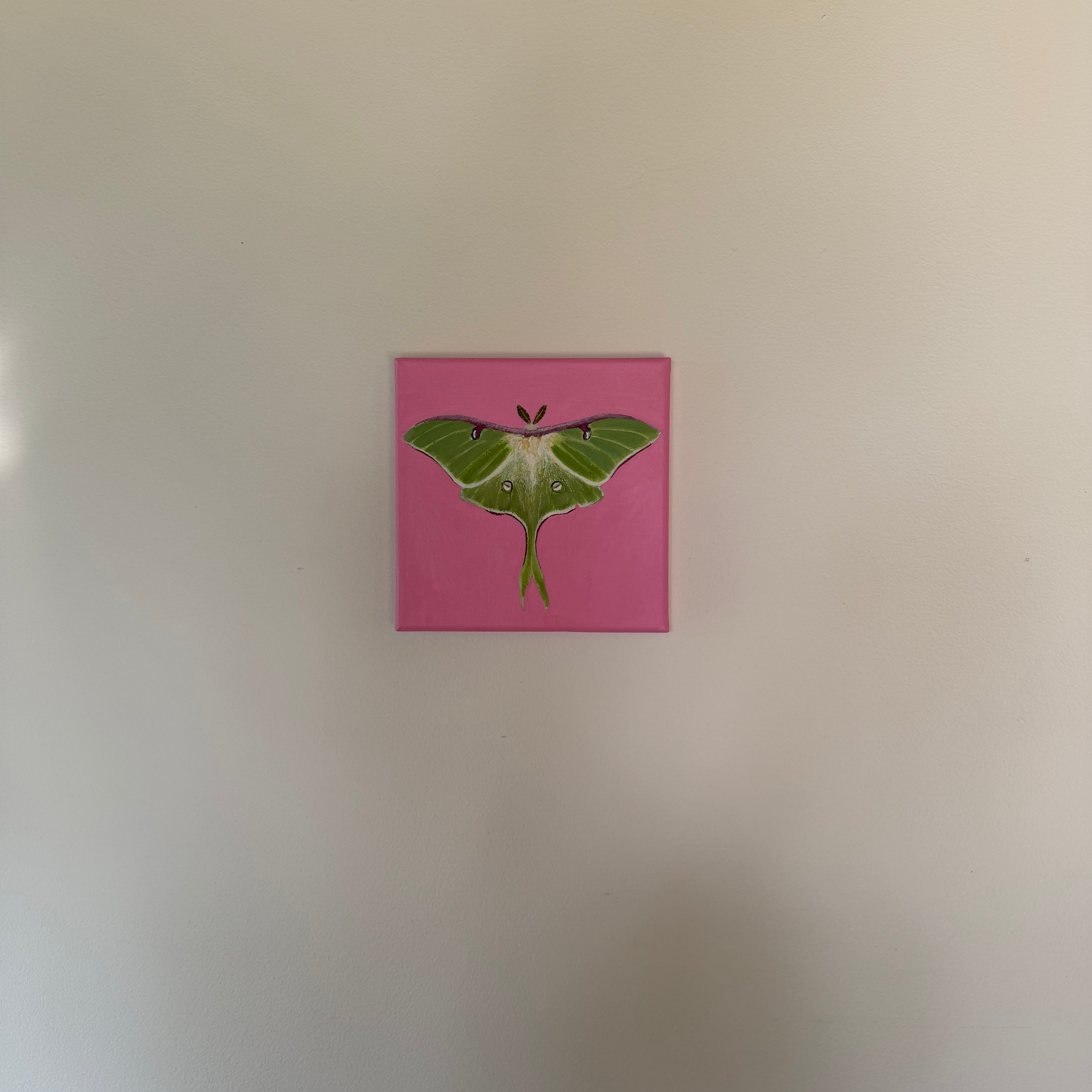 Luna Moth