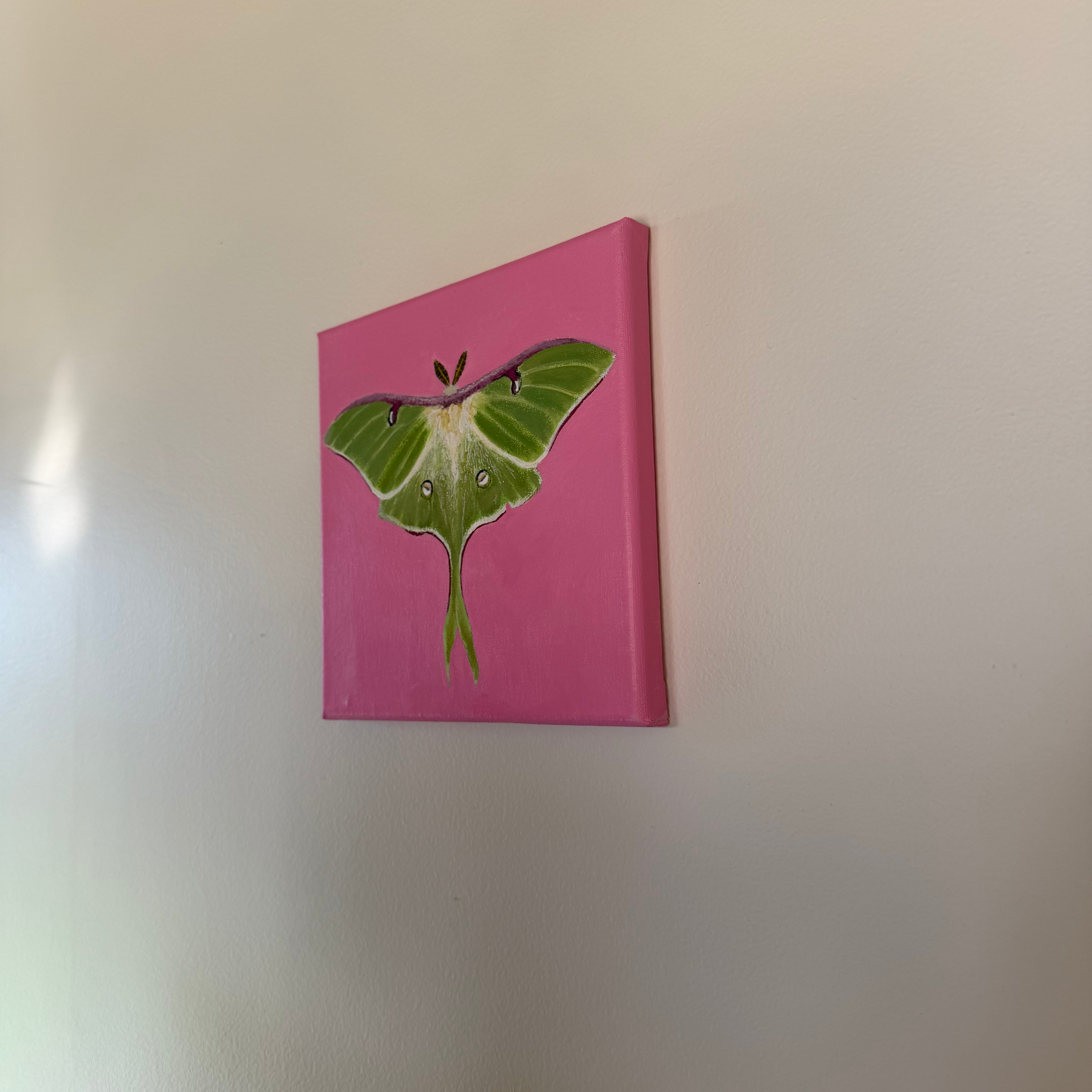 Luna Moth