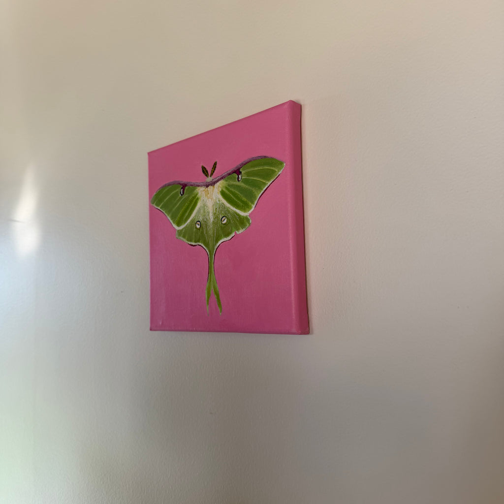 Luna Moth