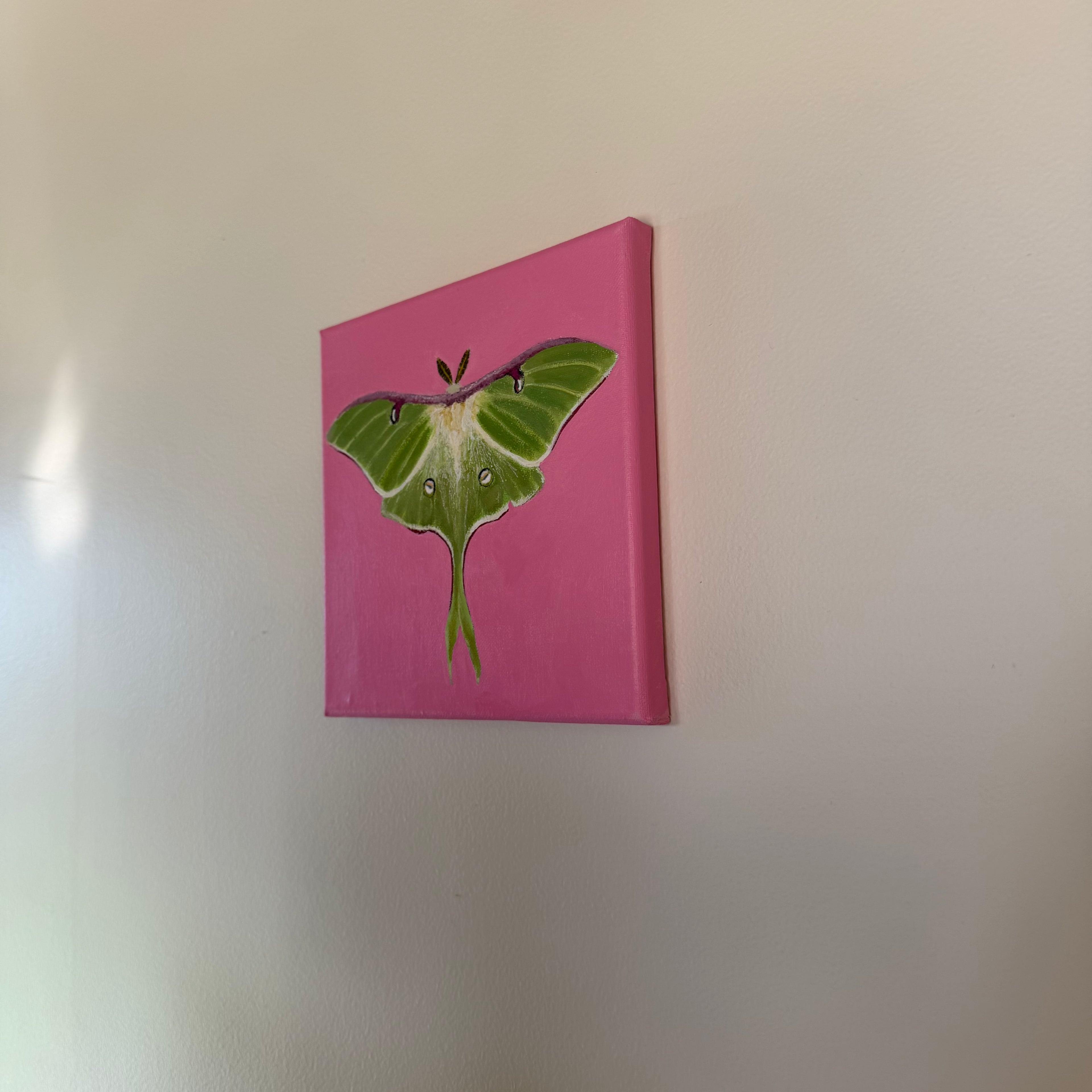 Luna Moth